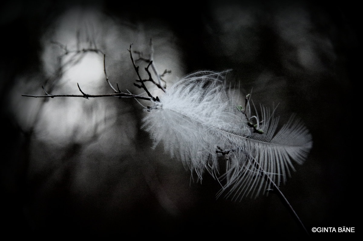 FEATHER, PEACE OF MIND, NATURE PHOTOGRAPHY
