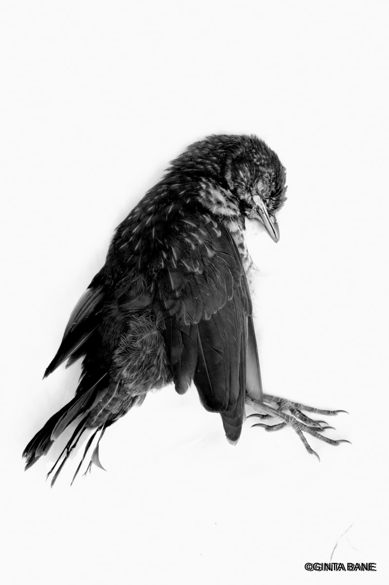 DEATH, BIRD, BLACKBIRD, DARKPHOTOGRAPHY