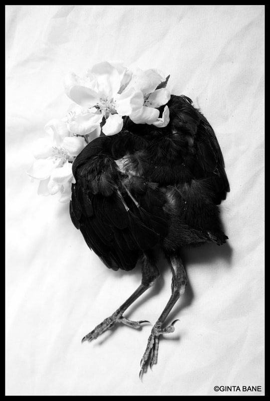 DEATH, BIRD, BLACKBIRD, DARKPHOTOGRAPHY